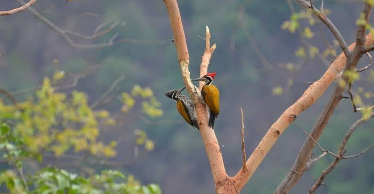 tapovan-kunjapuri-birdwatching-trail-rishikesh